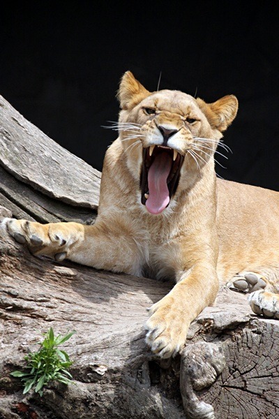 SmilePhoto Animals Blog